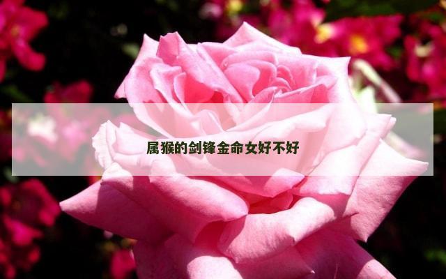 属猴的剑锋金命女好不好