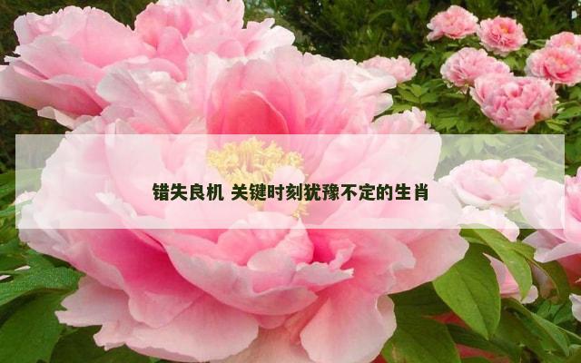错失良机 关键时刻犹豫不定的生肖