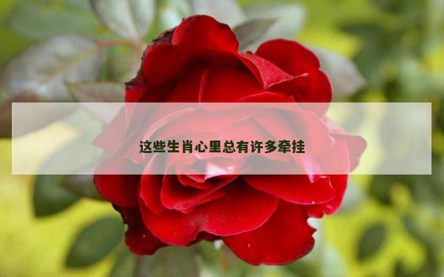 这些生肖心里总有许多牵挂