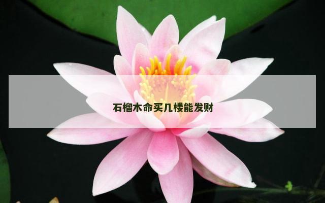 石榴木命买几楼能发财