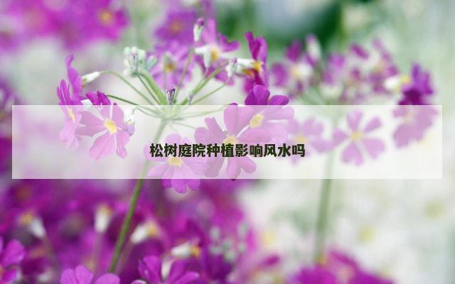 松树庭院种植影响风水吗