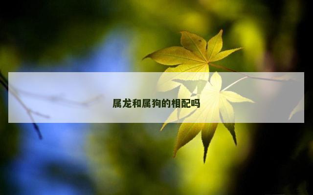 属龙和属狗的相配吗