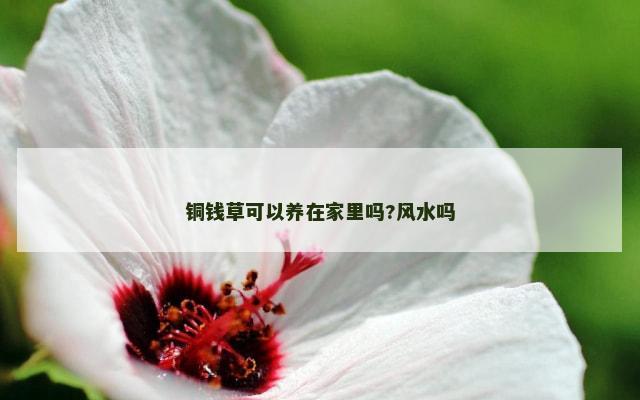铜钱草可以养在家里吗?风水吗