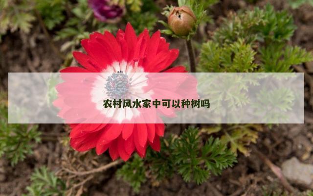 农村风水家中可以种树吗