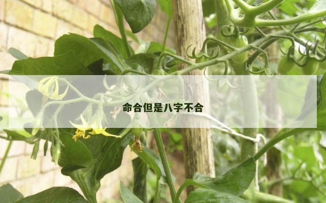 命合但是八字不合