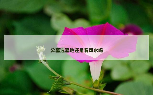 公墓选墓地还用看风水吗