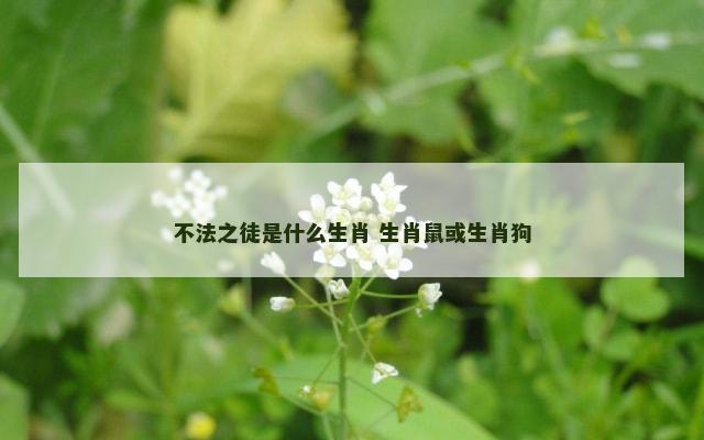 不法之徒是什么生肖 生肖鼠或生肖狗