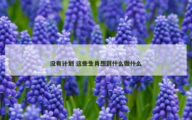 没有计划 这些生肖想到什么做什么