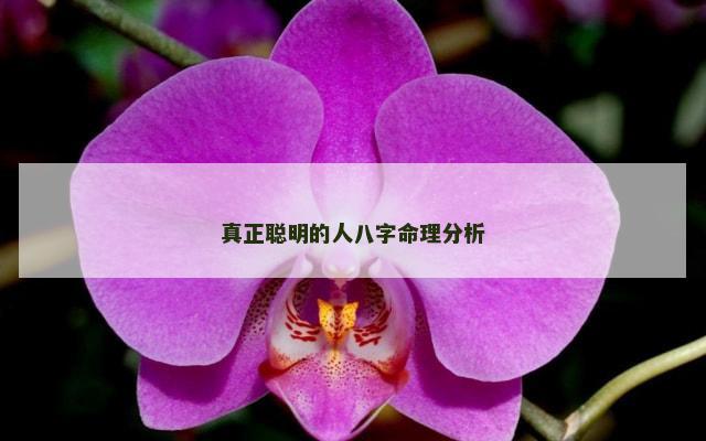 真正聪明的人八字命理分析
