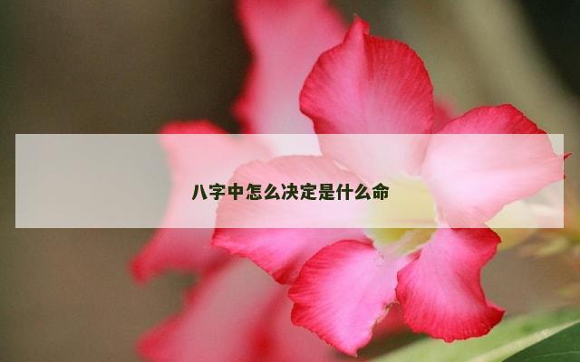 八字中怎么决定是什么命