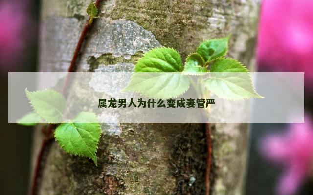 属龙男人为什么变成妻管严