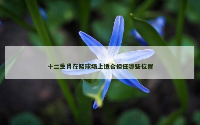 十二生肖在篮球场上适合担任哪些位置