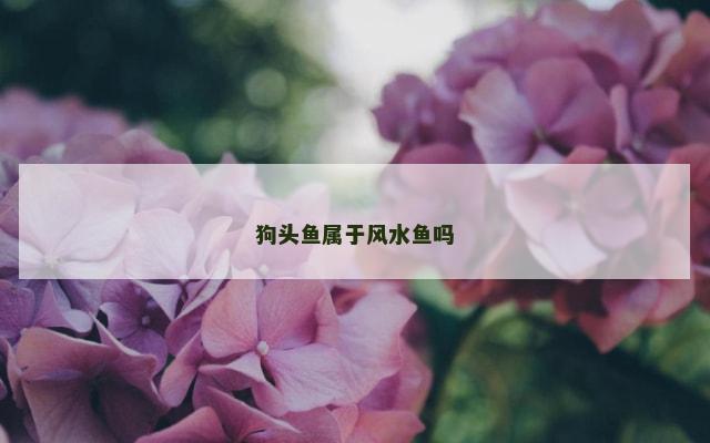 狗头鱼属于风水鱼吗