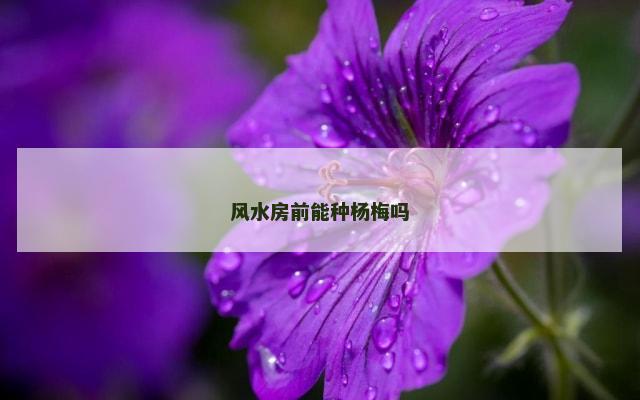 风水房前能种杨梅吗