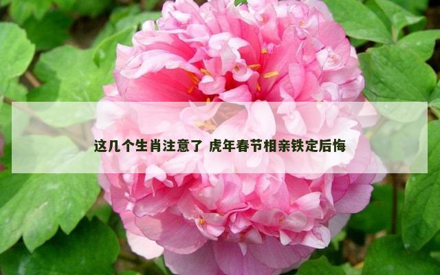 这几个生肖注意了 虎年春节相亲铁定后悔