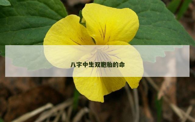 八字中生双胞胎的命