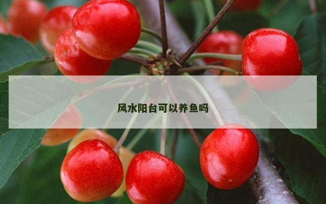 风水阳台可以养鱼吗