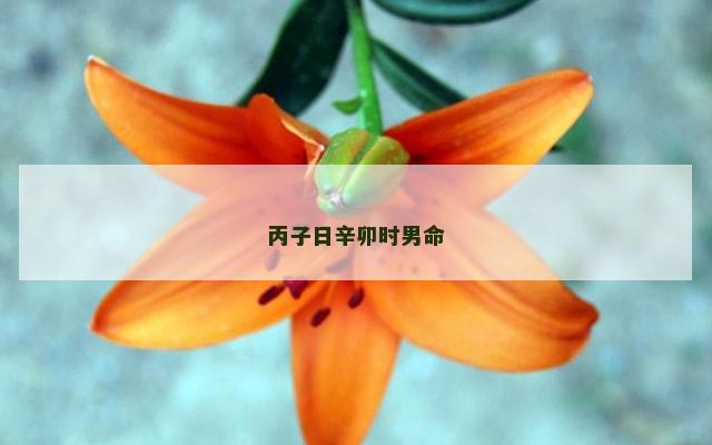 丙子日辛卯时男命
