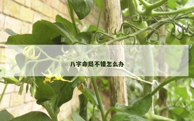八字命局不错怎么办