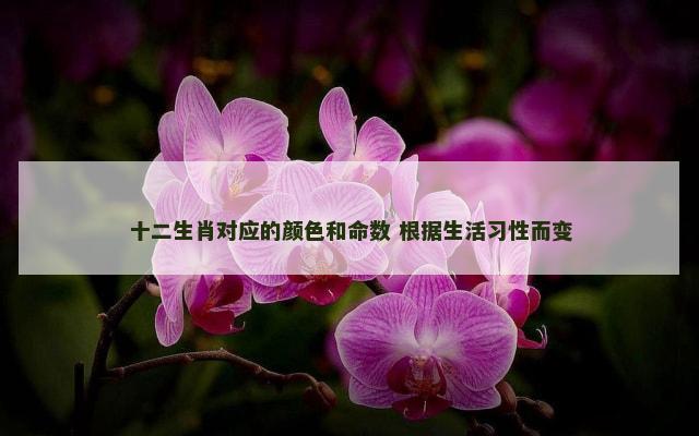 十二生肖对应的颜色和命数 根据生活习性而变