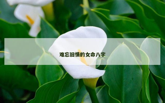 难忘旧情的女命八字