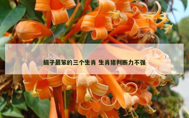 脑子最笨的三个生肖 生肖猪判断力不强