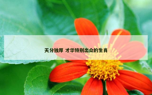 天分独厚 才华特别出众的生肖