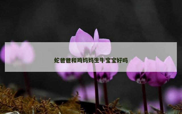 蛇爸爸和鸡妈妈生牛宝宝好吗