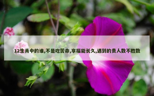 12生肖中的谁,不是吃苦命,享福能长久,遇到的贵人数不胜数