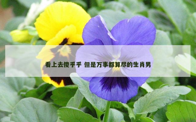 看上去傻乎乎 但是万事都算尽的生肖男