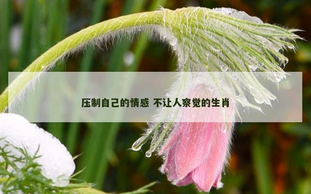 压制自己的情感 不让人察觉的生肖
