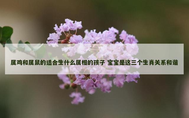 属鸡和属鼠的适合生什么属相的孩子 宝宝是这三个生肖关系和谐