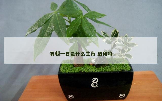 有朝一日是什么生肖 鼠和鸡
