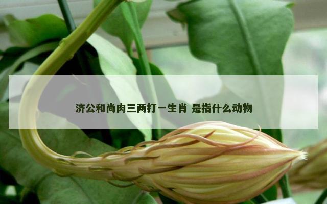 济公和尚肉三两打一生肖 是指什么动物