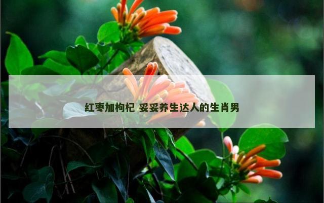 红枣加枸杞 妥妥养生达人的生肖男