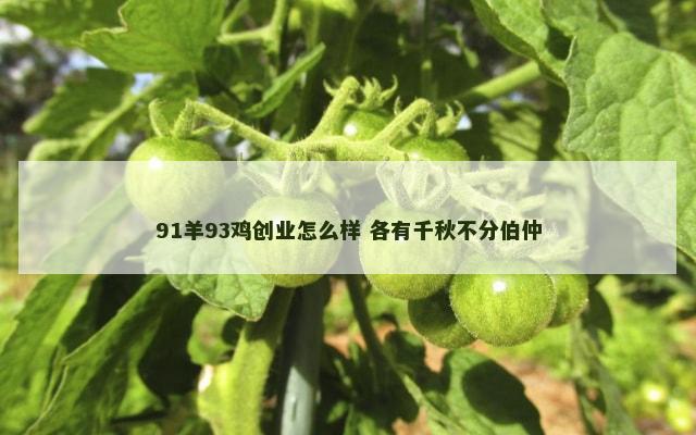 91羊93鸡创业怎么样 各有千秋不分伯仲