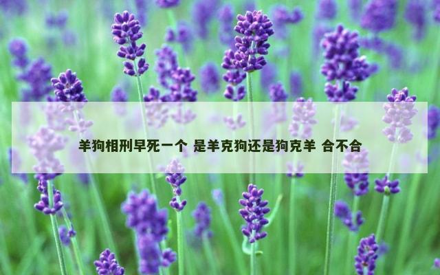 羊狗相刑早死一个 是羊克狗还是狗克羊 合不合