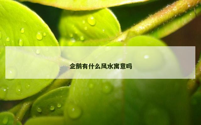 企鹅有什么风水寓意吗