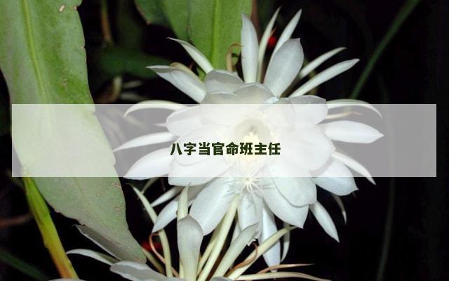 八字当官命班主任