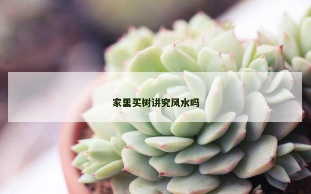 家里买树讲究风水吗