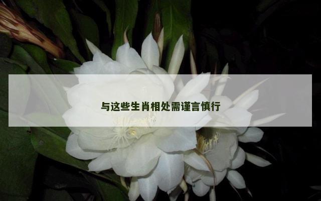 与这些生肖相处需谨言慎行