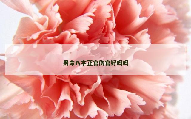 男命八字正官伤官好吗吗