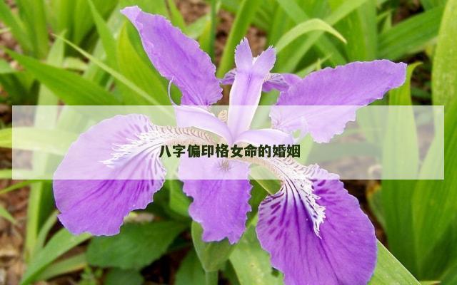 八字偏印格女命的婚姻