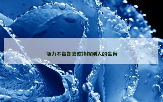 能力不高却喜欢指挥别人的生肖