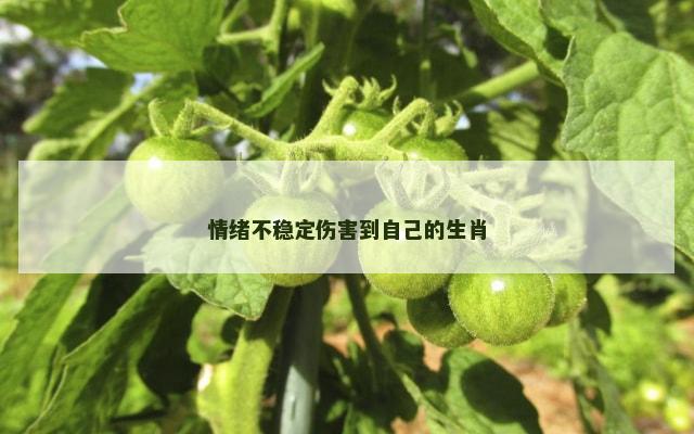 情绪不稳定伤害到自己的生肖