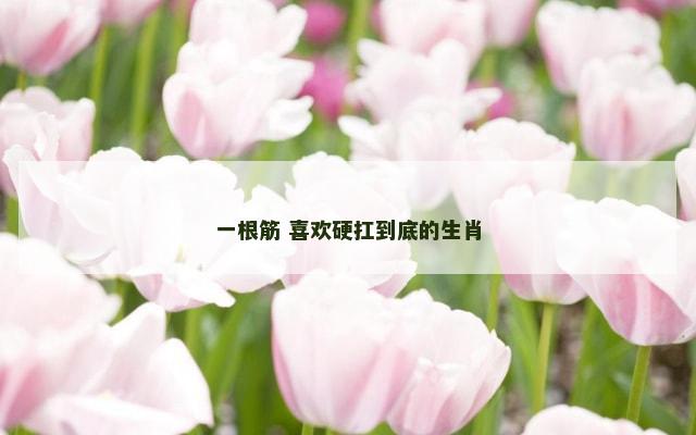 一根筋 喜欢硬扛到底的生肖