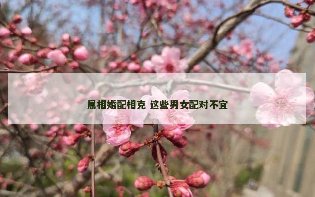 属相婚配相克 这些男女配对不宜