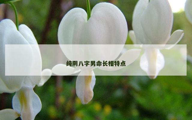纯阴八字男命长相特点