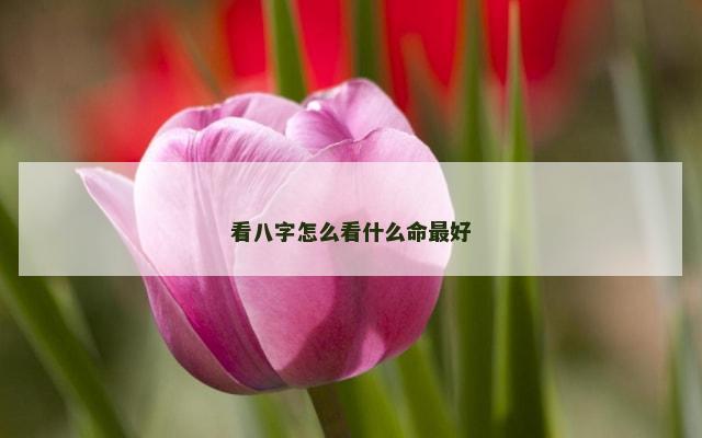 看八字怎么看什么命最好