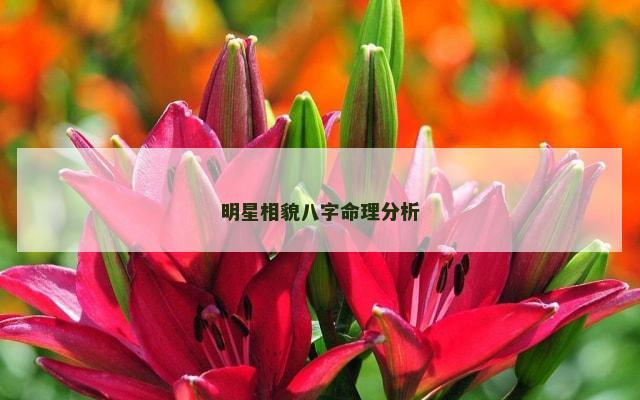 明星相貌八字命理分析